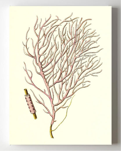 Gorgonia violacea