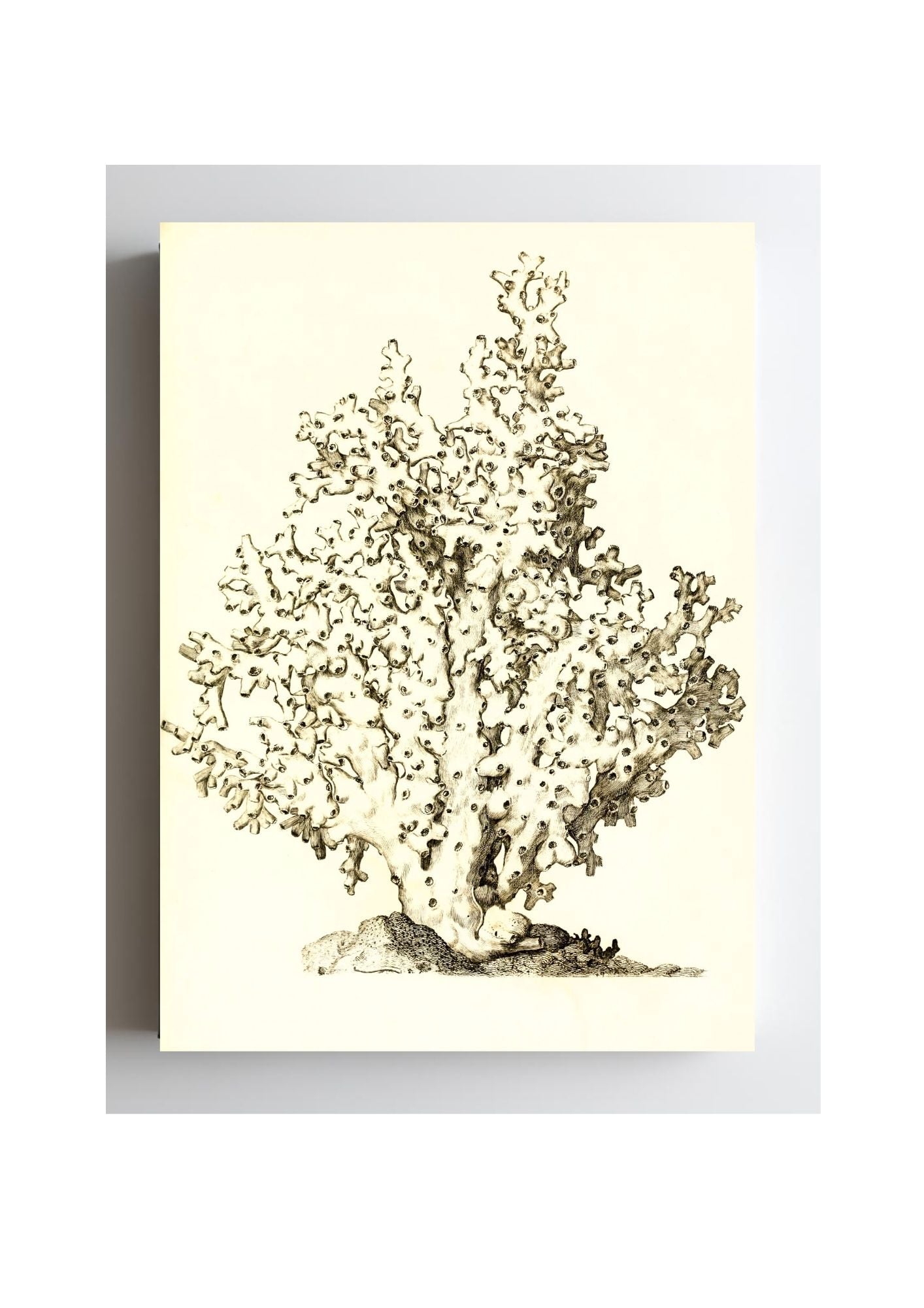 Oculina virginea