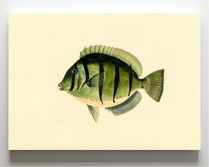 Acanthurus Hirudo
