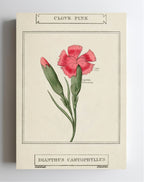 Clove Pink