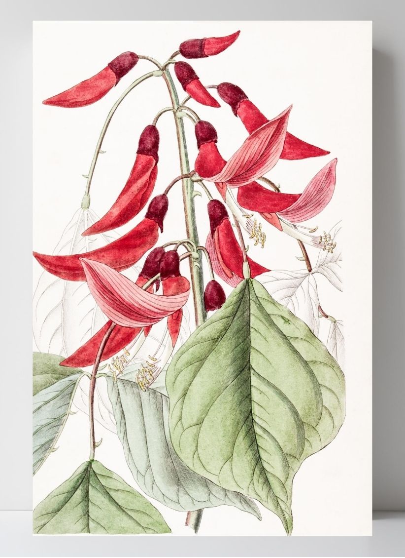 Mr. Bidwill's Erythrina