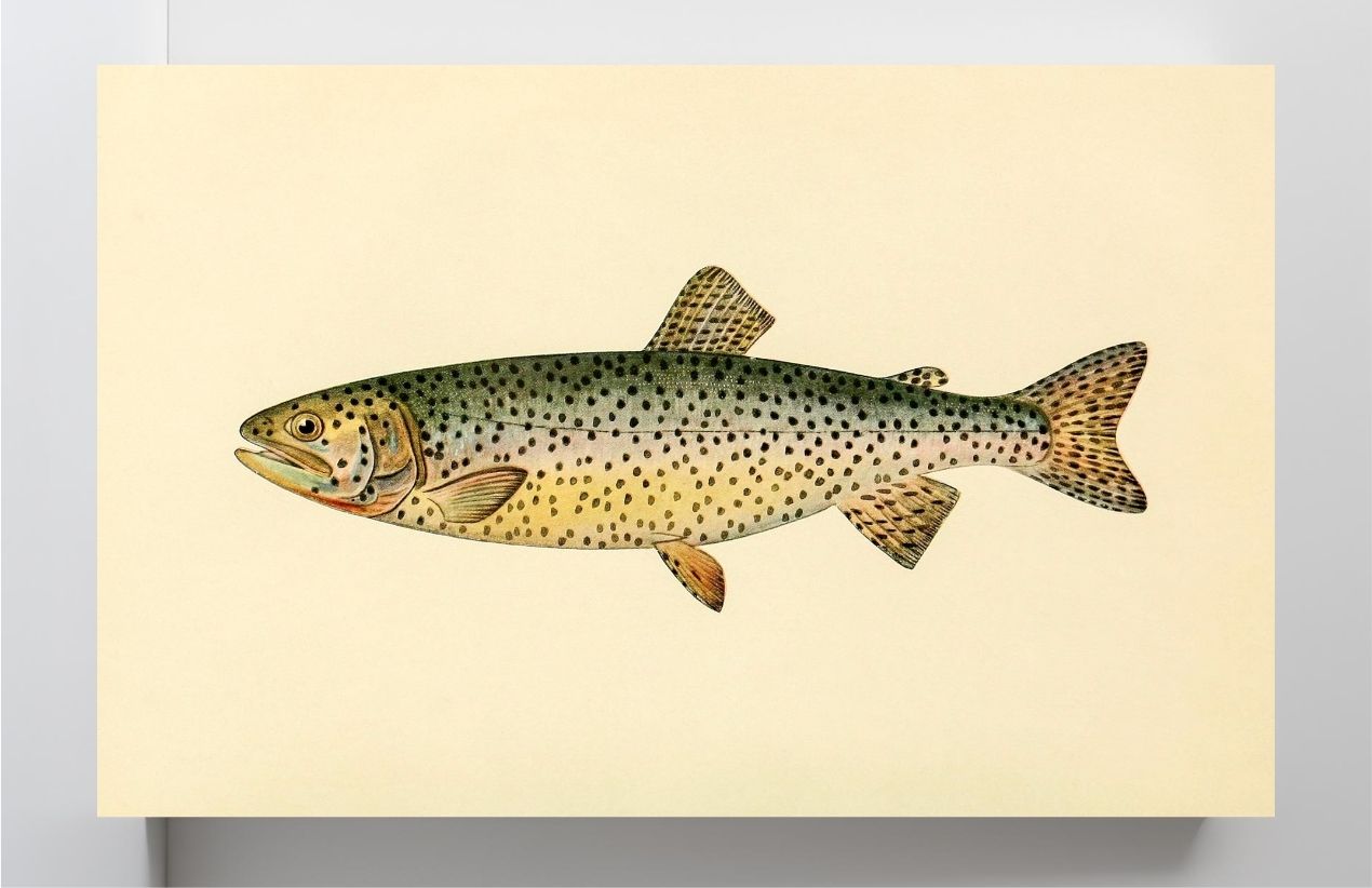 The Tahoe Trout (Adult Male) Salmo-Henshawi