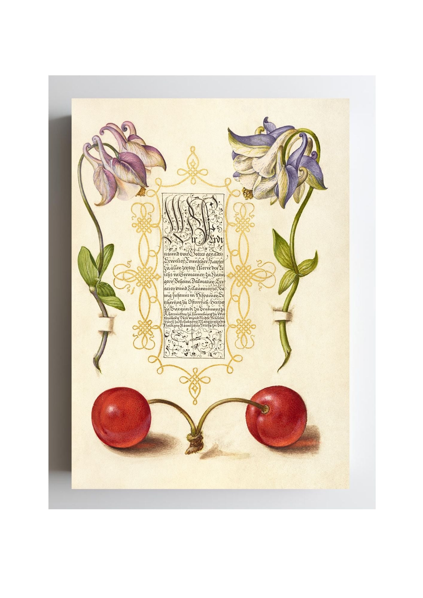 European Columbines and Sweet Cherry