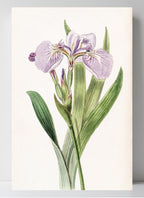 Bristle-Tipped Iris