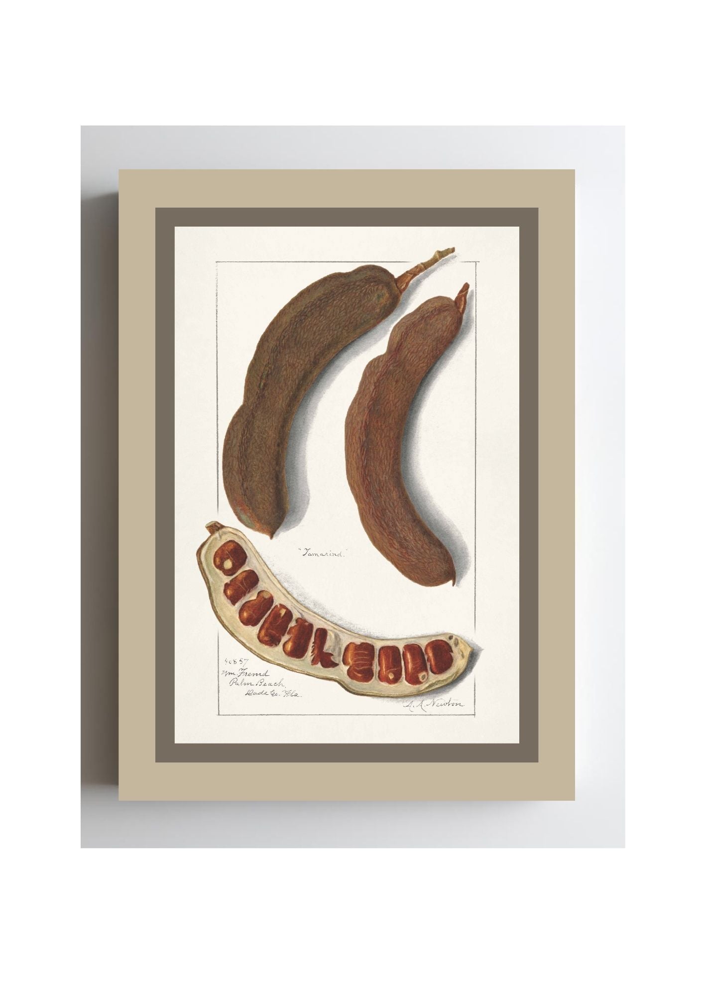 Indian Tamarind