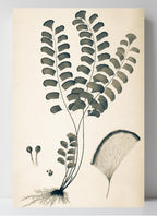 Adiantum Lunulatum