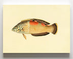 Labrus Aureo-Maculatus