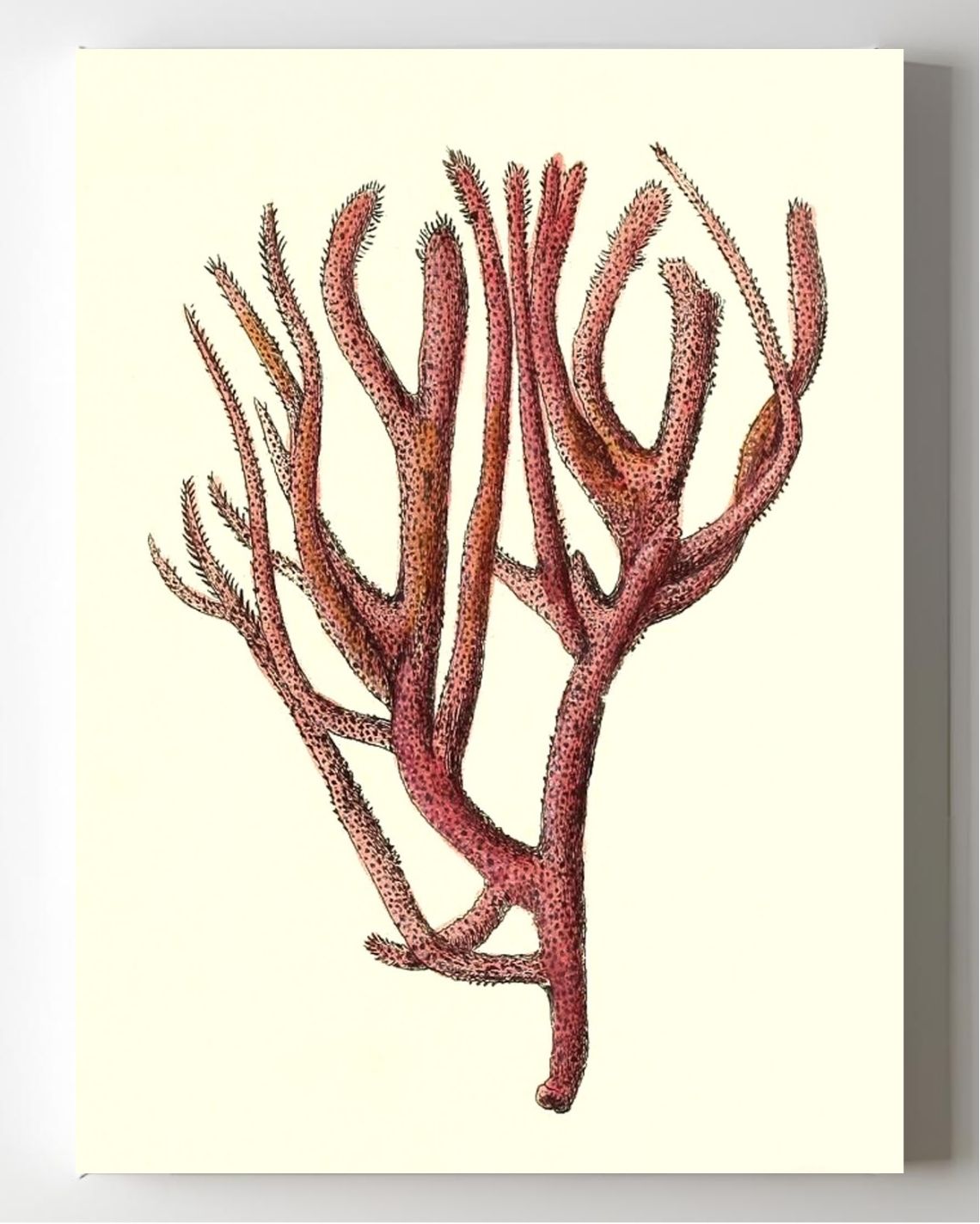 Spongia rubicunda