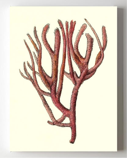 Spongia rubicunda
