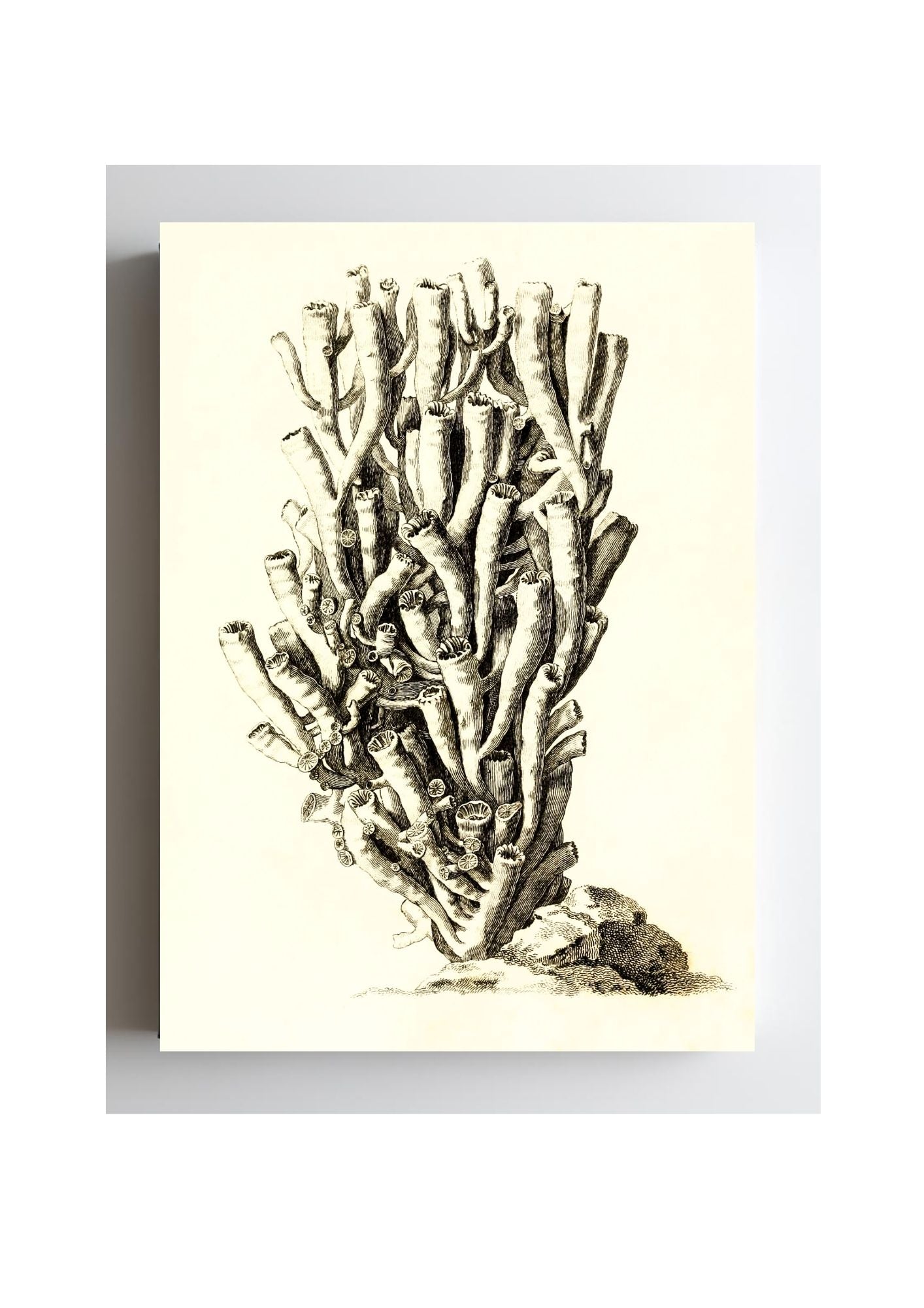 Caryophyllia antophyllum
