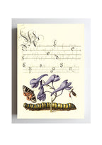 Scarlet Tiger-Moth, Larkspur, Insect, and Caterpillar