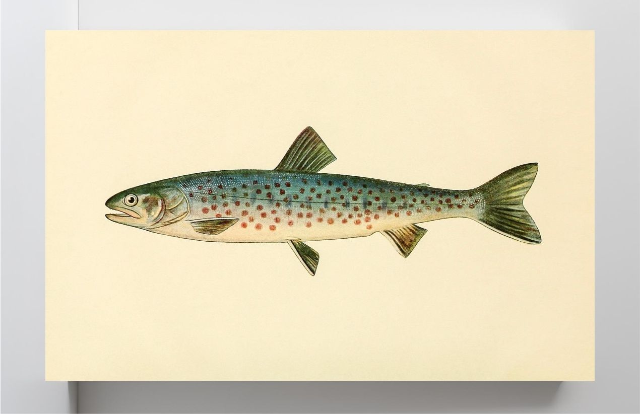 The Rangeley Trout (Adult Male) Salvelinus-Oquassa