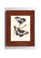 Papilio aegeus