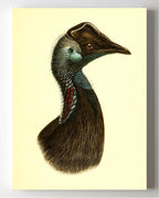Casuarius Bennetti