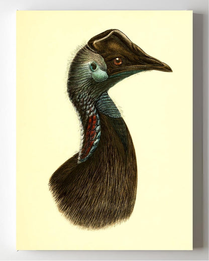 Casuarius Bennetti