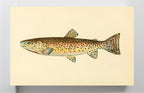 The Red Throat Trout (Adult Male) Salmo-Clarkii