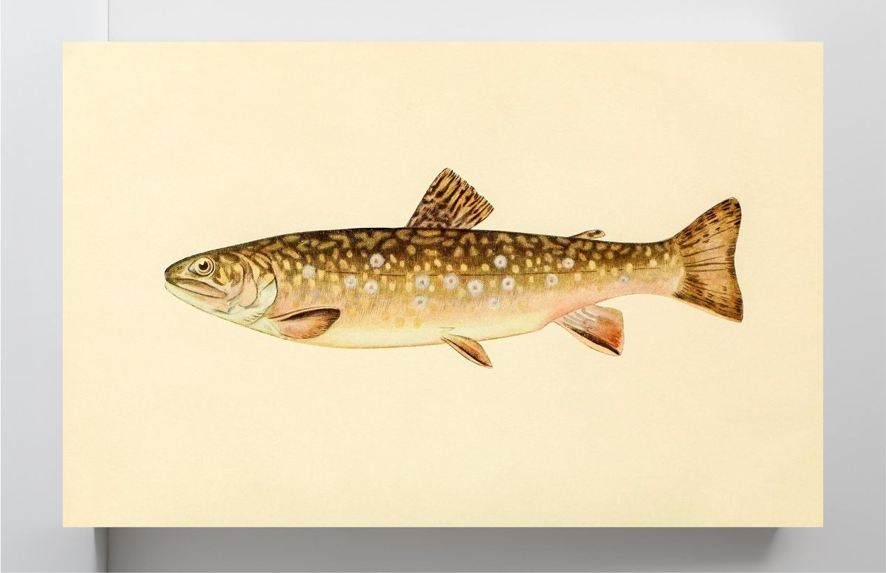 The Brook Trout (Adult Female) Salvelinus-Fontinalis
