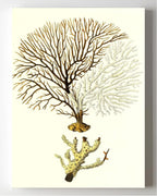 Gorgonia tuberculata