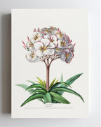 Le Plumeri (Plumeria Primo)