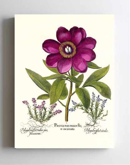 Large crimson corallina peony, Common milkwort