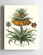 Two-tiered crown imperial fritillary with open flower