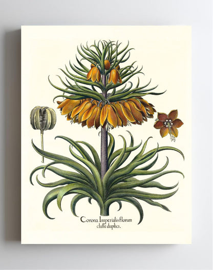 Two-tiered crown imperial fritillary with open flower