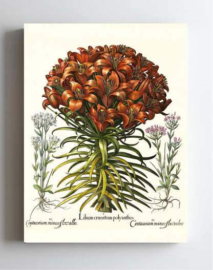 Orange lily, Pink lesser centaury, White centaury