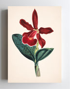 Cattleya Schilleriana Var Concolor