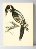 Hairy Woodpecker