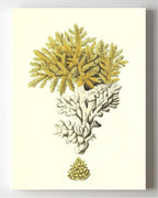 Madrepora muricata 2