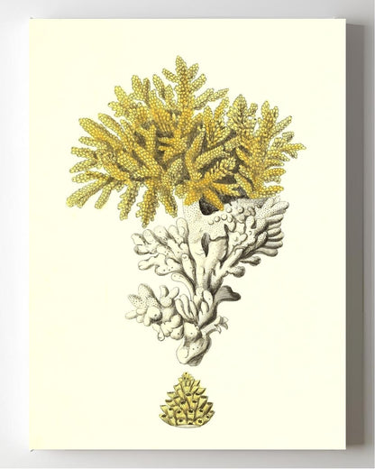 Madrepora muricata 2