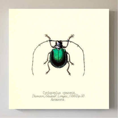 Cyclopeplus Cyaneus