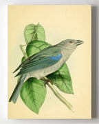 Blue-Shoulder'd Tanager