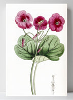 Bowie's Oxalis
