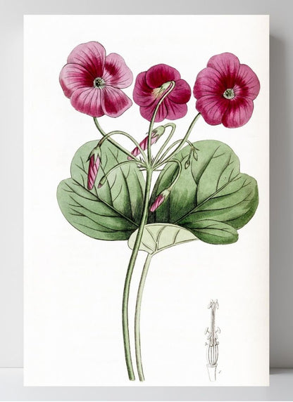 Bowie's Oxalis