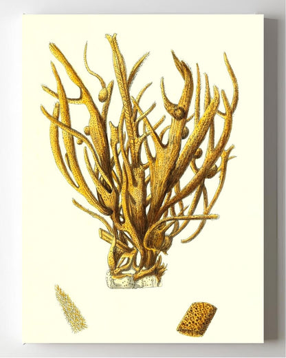 Spongia alcicornis
