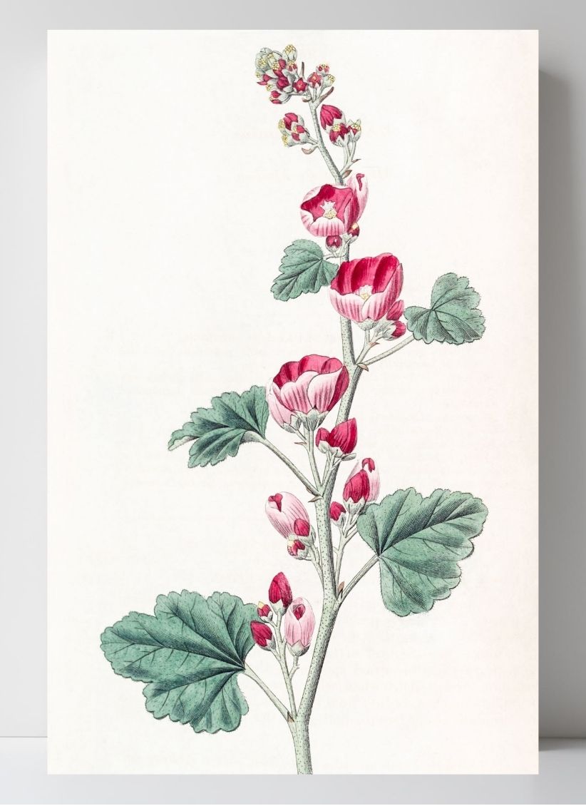 Mr. Munro's Mallow