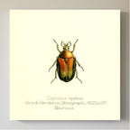 Coptomia Oplalina
