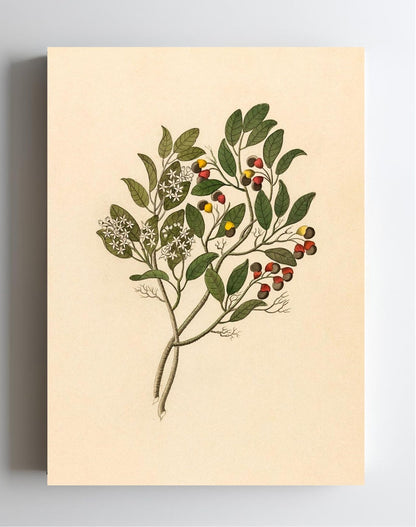 Celastrus (Apodytes Dimidiata)
