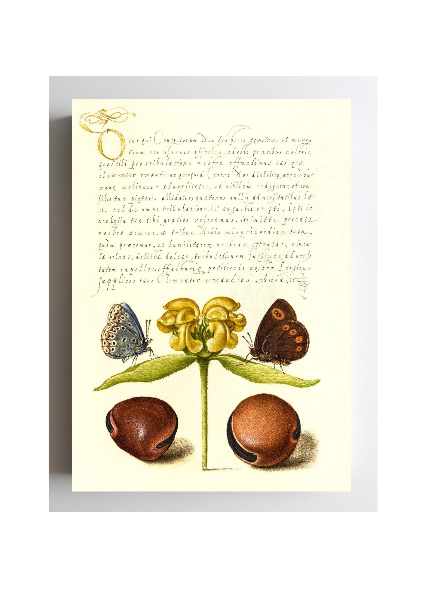 Moths, Jerusalem Sage, and Beans