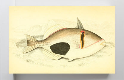 Port Praslin Balistes