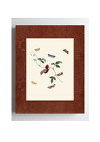 Moths 2