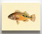 Gerranus Tankervillae