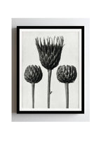 Serratula Nudicaulis (Bare Stemmed Common Saw Wort)