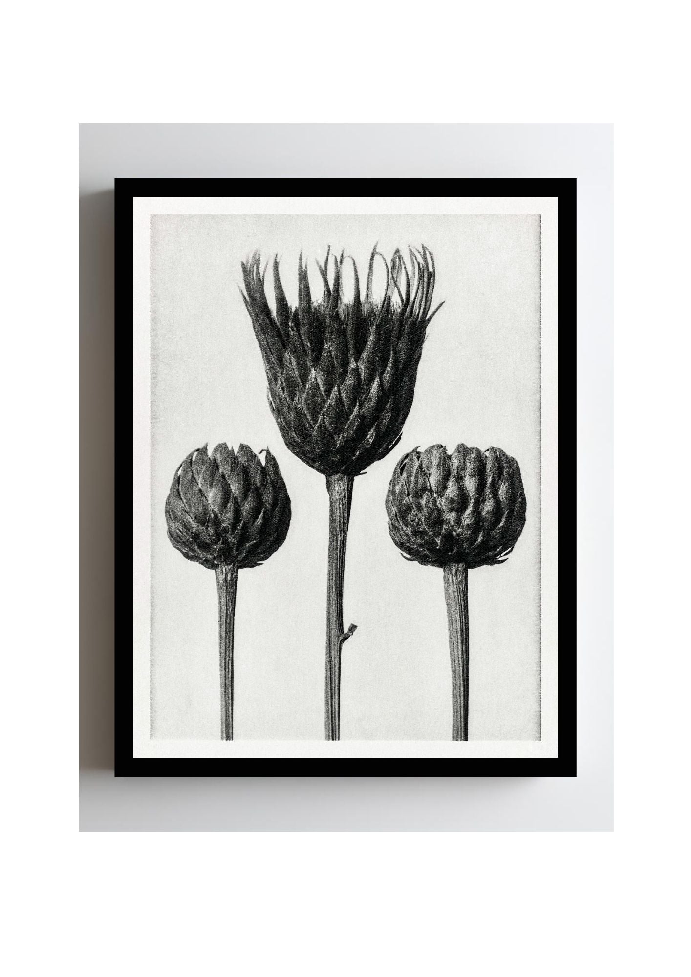 Serratula Nudicaulis (Bare Stemmed Common Saw Wort)
