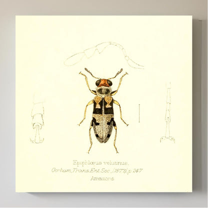 Epiphloeus Velutinus