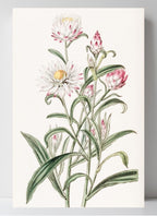Large-flowered Helichrysum