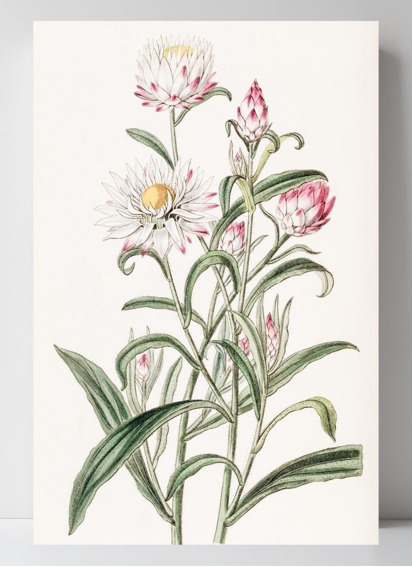 Large-flowered Helichrysum