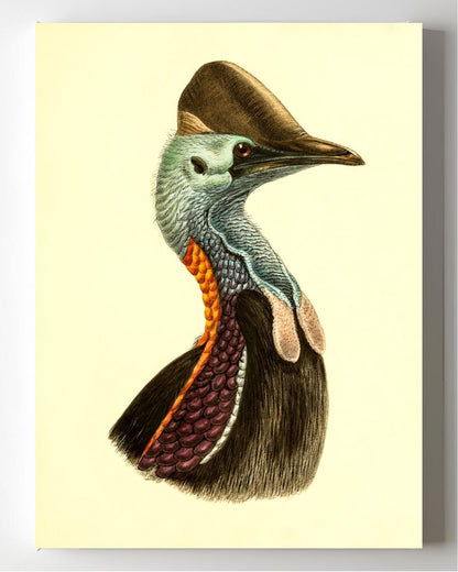 Casuarius Casuarius Violicollis