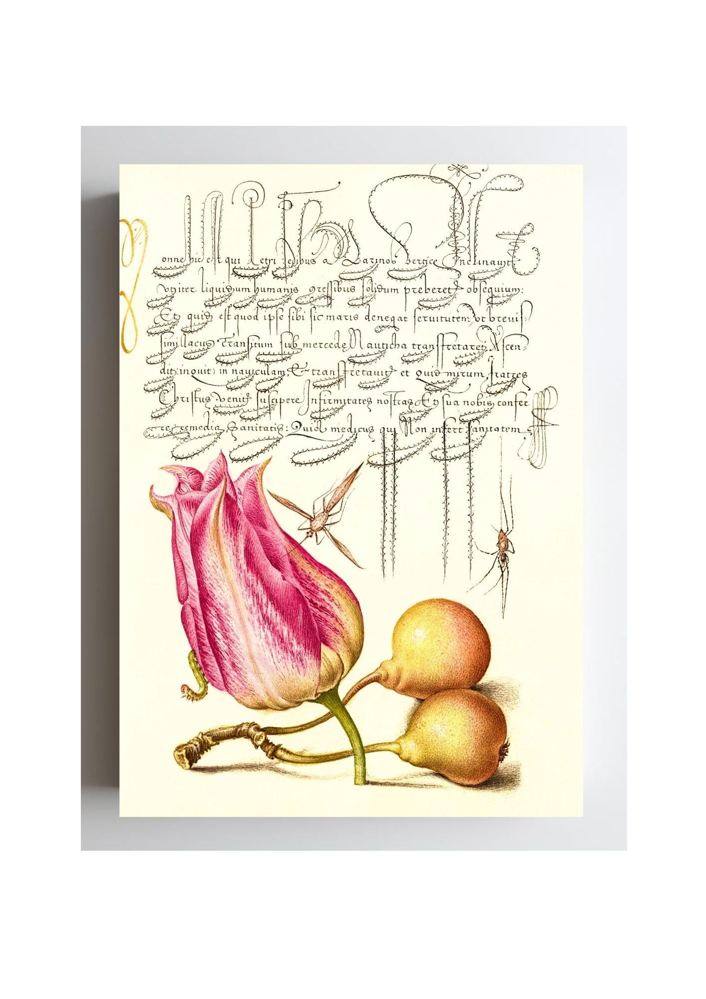 Imaginary Insect, Tulip, Spider, and Common Pear